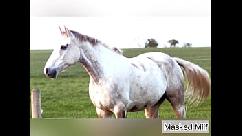 Tesão milf leva compilação de dildo de galo gigante de cavalo | milf mascarado